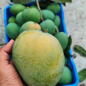 গোবিন্দভোগ আম